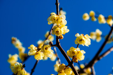 農業公園のロウバイ