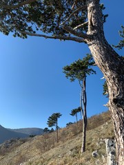 Pine trees on the blue sky background