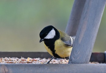 great tit in bird feeder