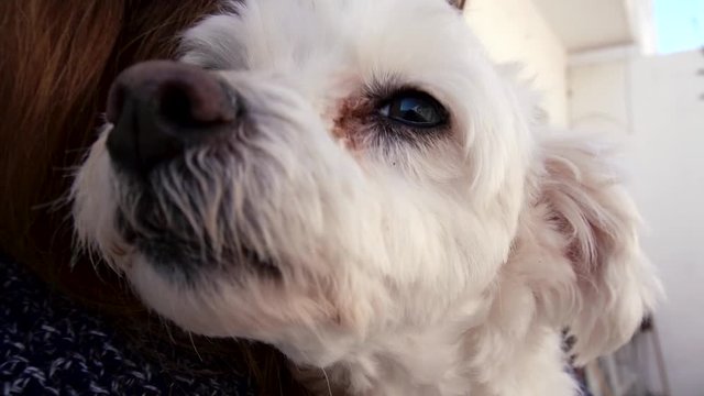 Joven mujer rubia acariciando a su peque&ntilde;o perro blanco