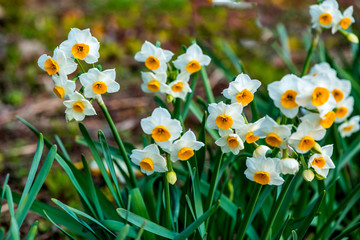 長崎鼻のスイセン