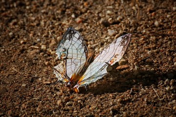 The common map butterfly, Cyrestis thyodamas, Thailand