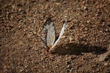 The common map butterfly, Cyrestis thyodamas, Thailand