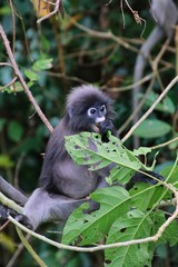 Dusky Leaf Monkey (Trachypithecus obscurus) in Kaeng Krachan National Park, Thailand