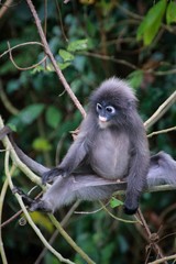 Dusky Leaf Monkey (Trachypithecus obscurus) in Kaeng Krachan National Park, Thailand