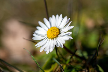 dettaglio di un margherita in fiore