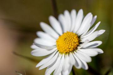 Fototapeta premium dettaglio di un margherita in fiore