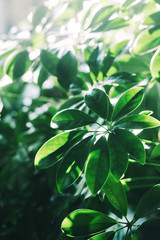 Green leaf background. flat lay