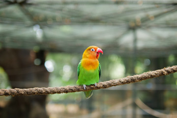Green parrot sitting on a rope