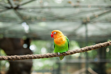 Parrot sitting on a rope