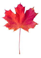 Red maple leaf isolated on white background