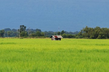 Rice field view in Nakhonnayok province, Thailand © Sakchai