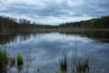 Biotop im Waldgebiet