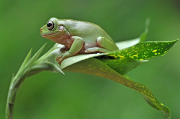frog on a leaf