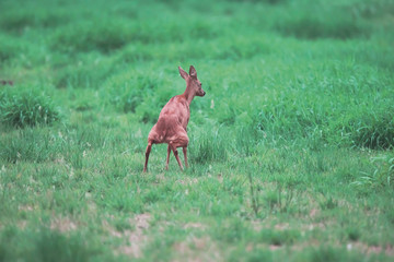 Peeing roe deer in a meadow. Rear view.