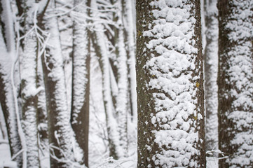 forest in winter