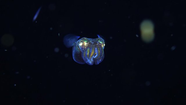 Amazing underwater world. Berry's bobtail squid - Euprymna berryi. Squids in the night. Black Water Diving. Underwater 4k slow motion video. Tulamben, Bali, Indonesia.