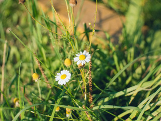 chamomile on a background of green grass, Russia