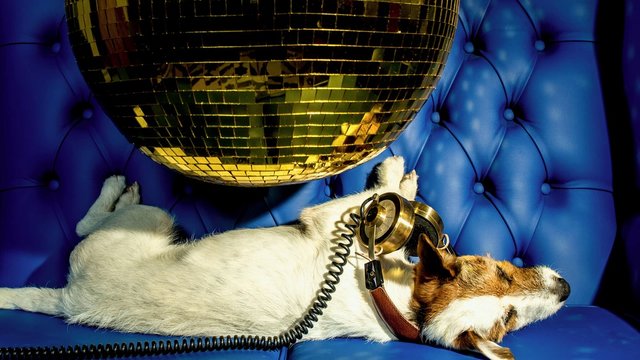 A Dog In Golden Headphones Lies On A Blue Sofa, On Top Of Which Hangs A Golden Dance Ball