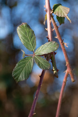 BlackBerry leaves on a blurred background