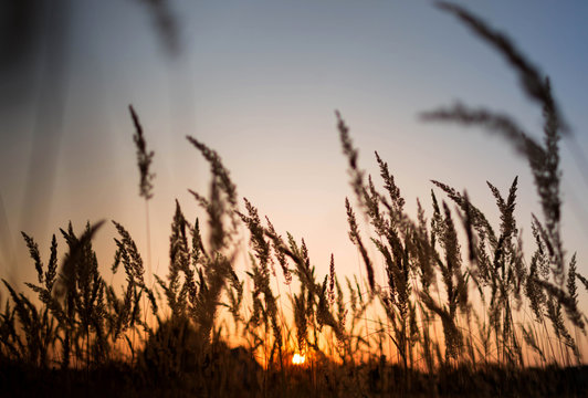 Sunset over field