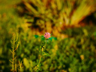 clover flower on a green grass background, Russia