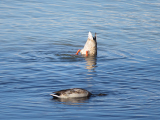 ducks diving in the water