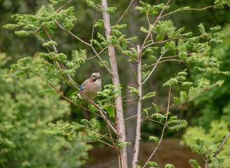 Jay in forest perched on a branch