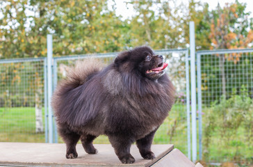 Black Pomeranian standing with opened mouth on board at dog walking area