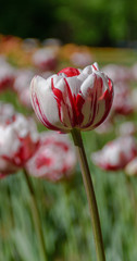 Colourful tulips in the garden