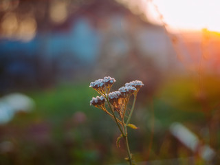 Obraz premium wild grass in the garden in summer, Russia