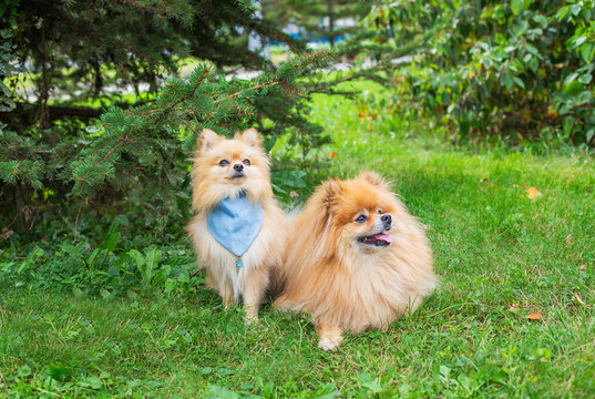 Two red dogs sitting on green grass under spruce