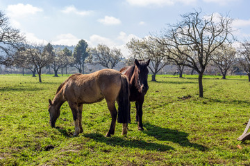 Two horses grazing on the meadow