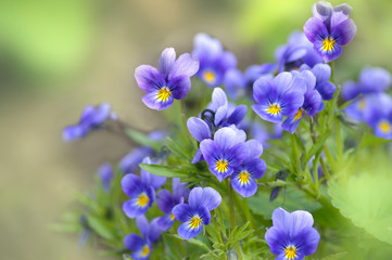 Fototapeta na wymiar Gentle wildflowers violets close up - blurred artistic spring background