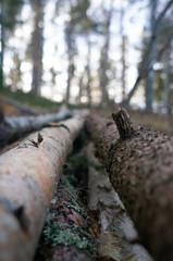 Shallow depth perspective of multiple tree branches in a pile
