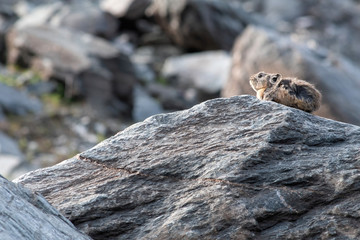 Pika (cony) among the stones. Wild life of high altitude.