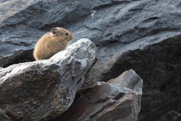 Pika (cony) among the stones. Wild life of high altitude.