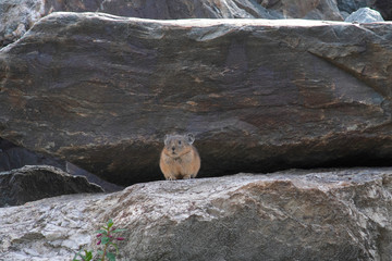 Pika (cony) among the stones. Wild life of high altitude.
