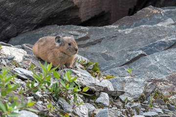 Pika (cony) among the stones. Wild life of high altitude.