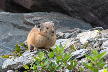 Pika (cony) among the stones. Wild life of high altitude.