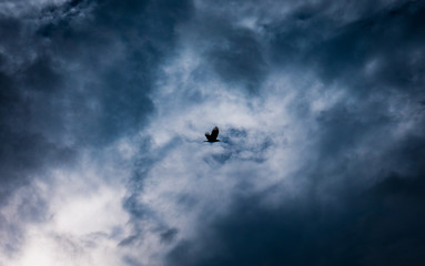 bird in the sky