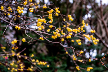 白野江のロウバイ
