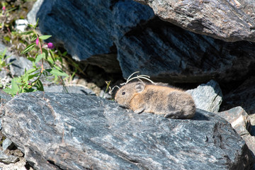 Pika (cony) among the stones. Wild life of high altitude.