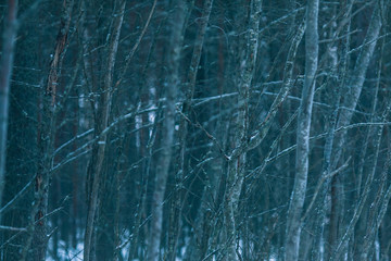 Cold winter dark forest. Abstract texture with forest in cold colors.