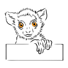 Wild monkey  with blank sign