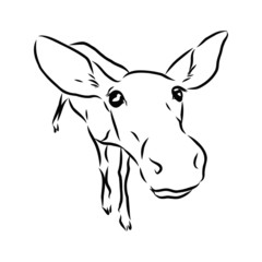 vector illustration of a deer 