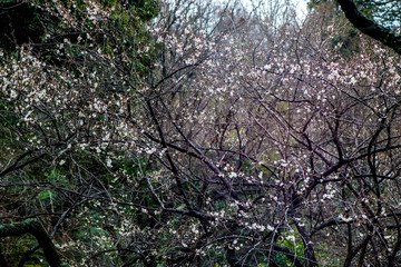 白野江のスイセン