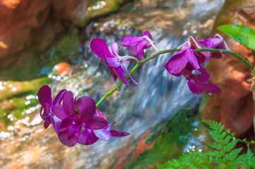 Beautiful purple orchid - phalaenopsis