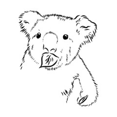vector illustration of a koala 