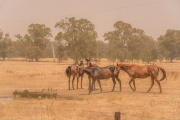Horses in smoke from Australian bushfires at Euroa, north East Victoria